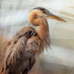 GREAT BLUE HERON Painting